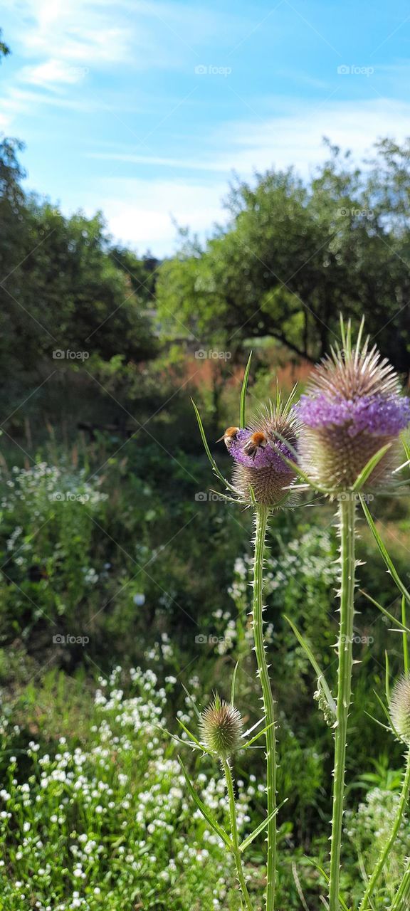 blooming thistles with working bees