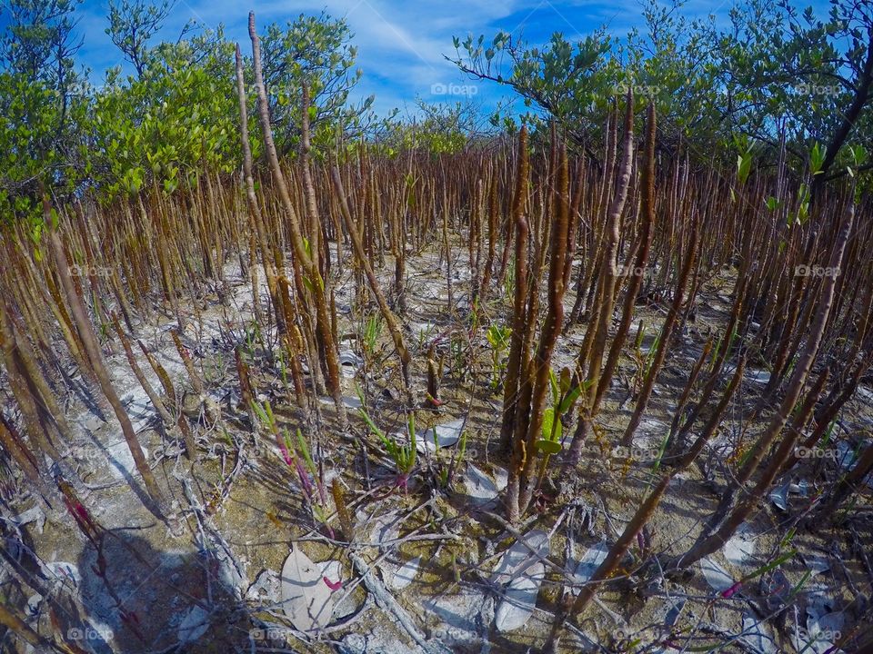 Mangroves 