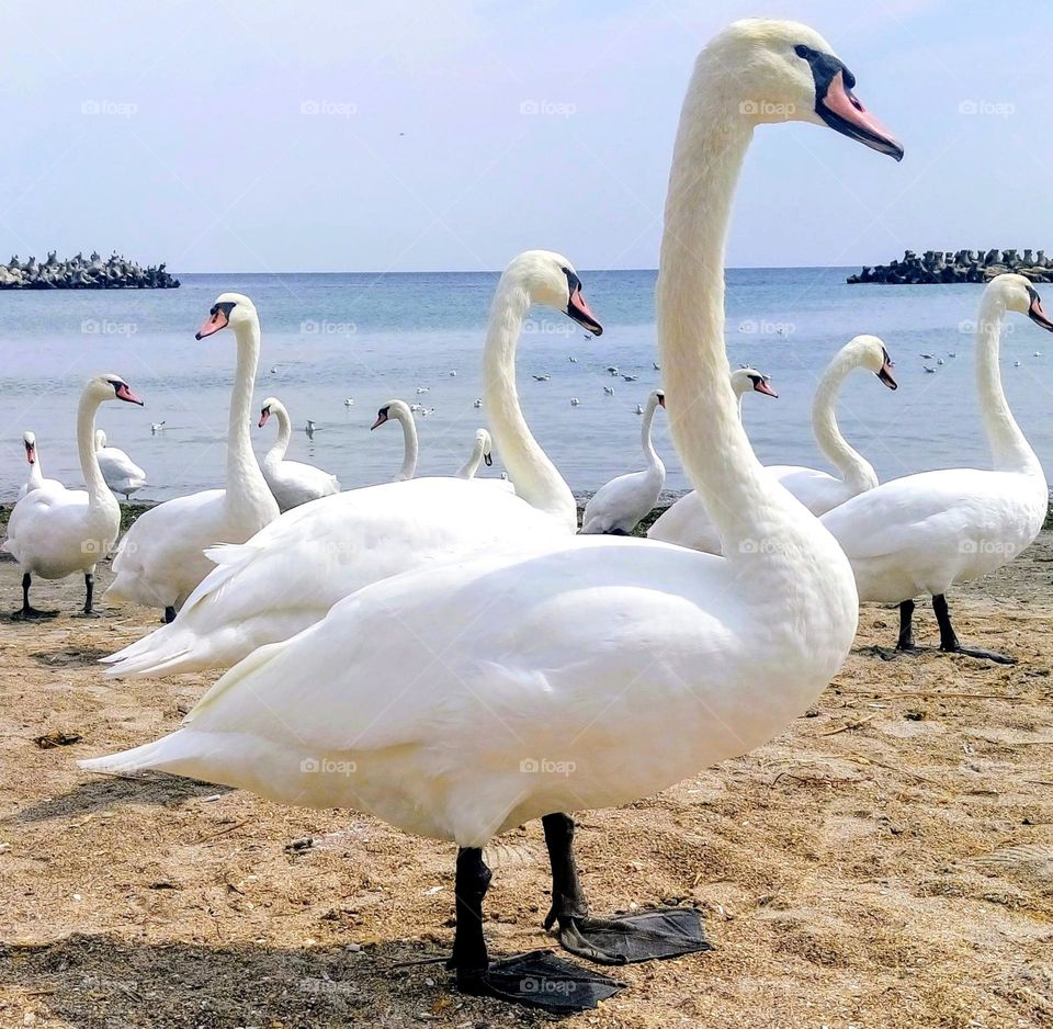 Swans on the seashore 🦢🦢