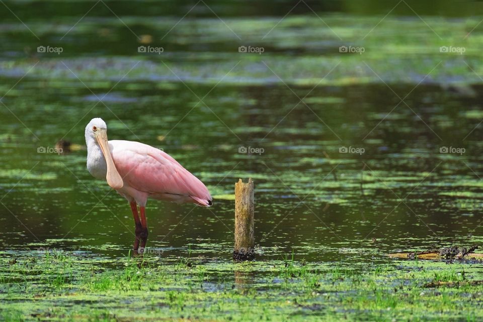 A beautiful Roseate Spoonbill his brilliant pink plumage in contrast with the green wetlands.