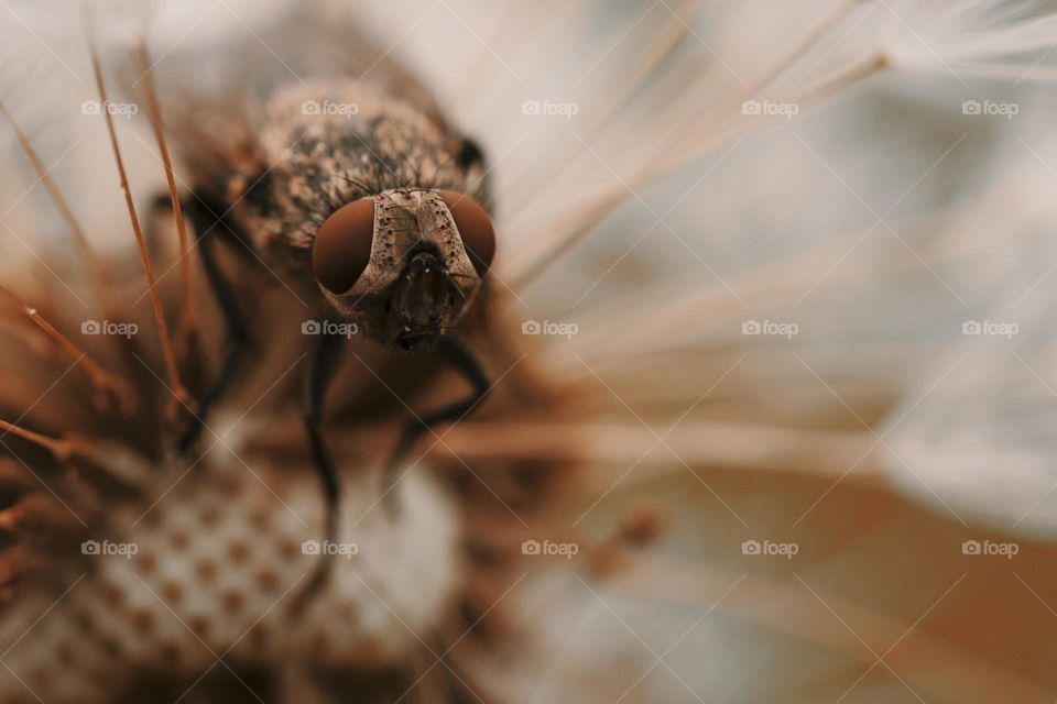 macro shot of fly . natural background