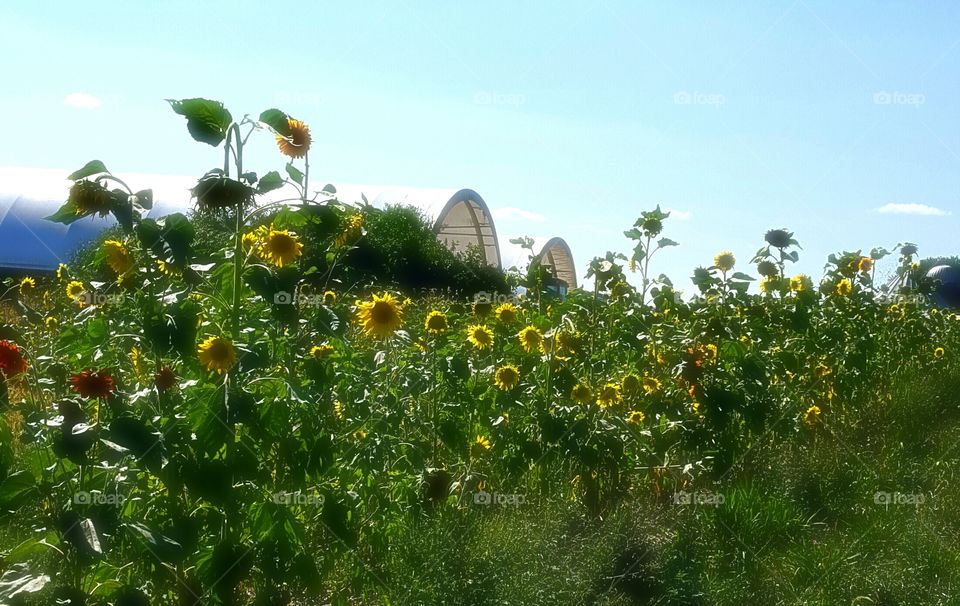 Sunflower Farm