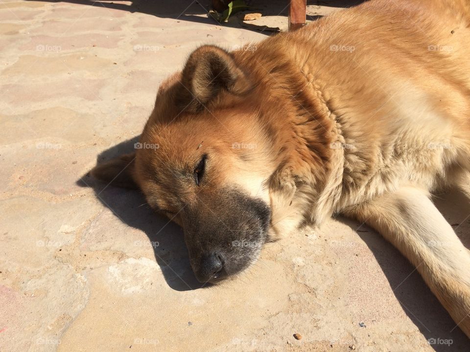 The dog sleep sunbathing 