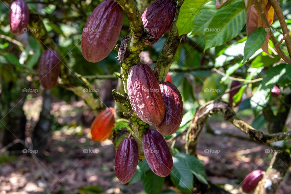 cocoa tree