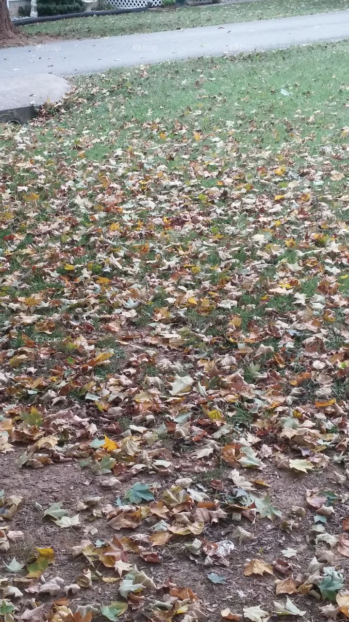 Nature, Environment, Desktop, Leaf, Water