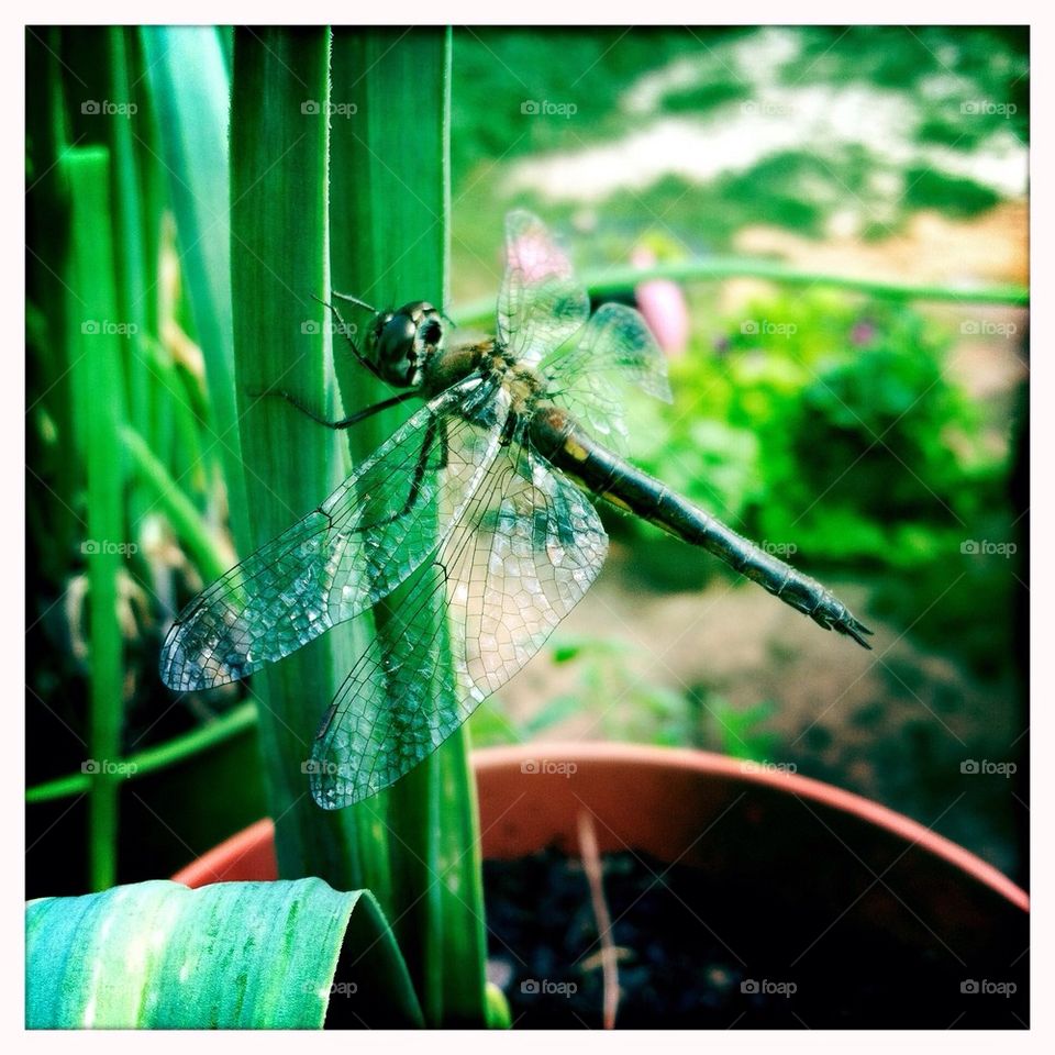 Dragonfly 