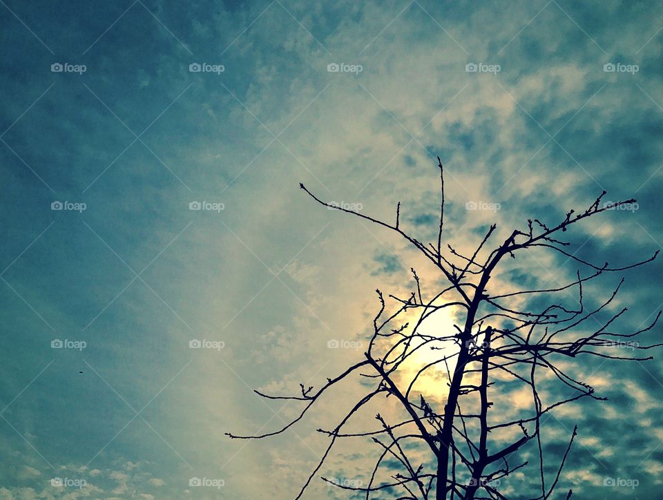 Sun peeking behind the clouds and tree