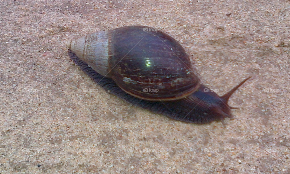 Giant snail 🐌