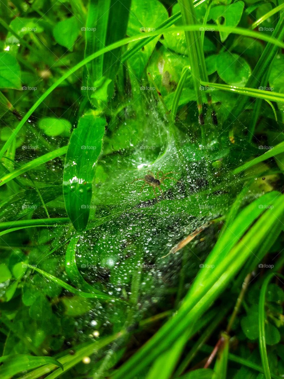 A photo of a spider on a spider web with the morning dew.
