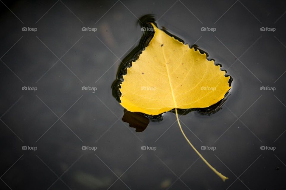 Yellow leaf in water