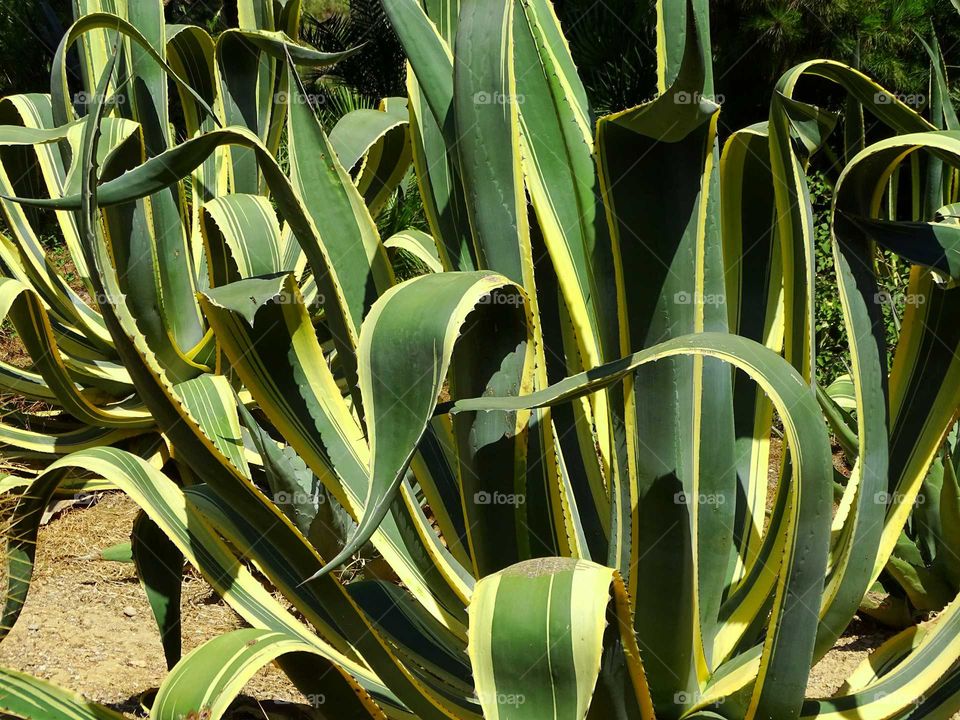 Pointed leaves