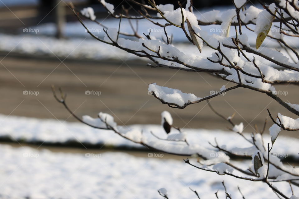 A Springtime Snow