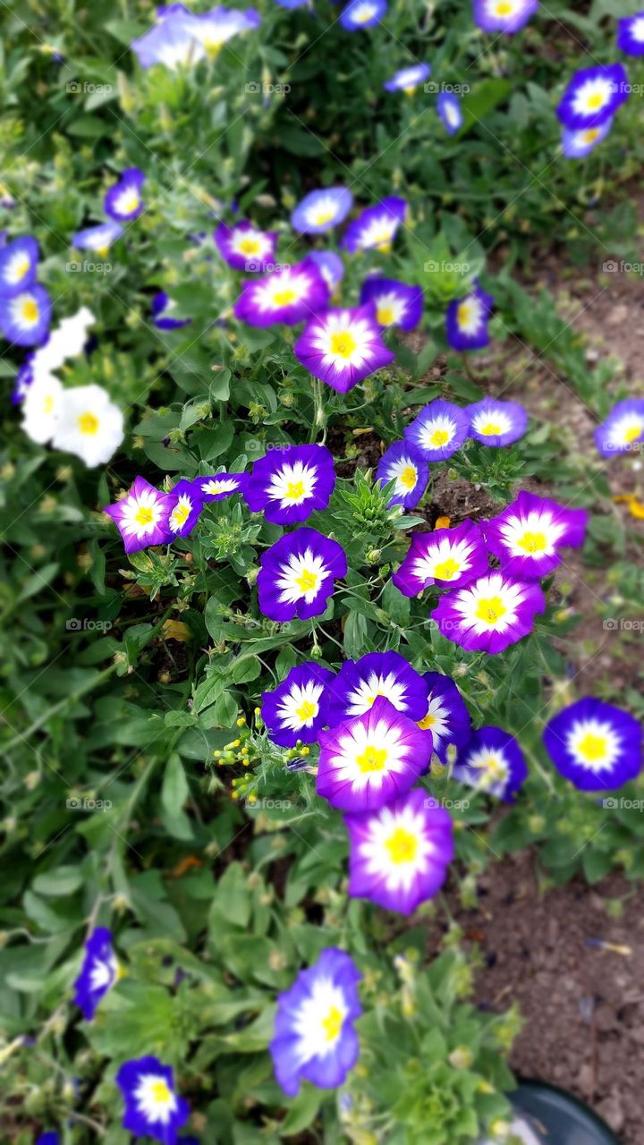 Blue flowers