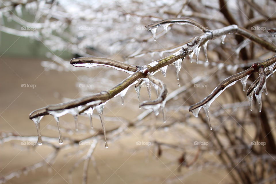 frozen tree