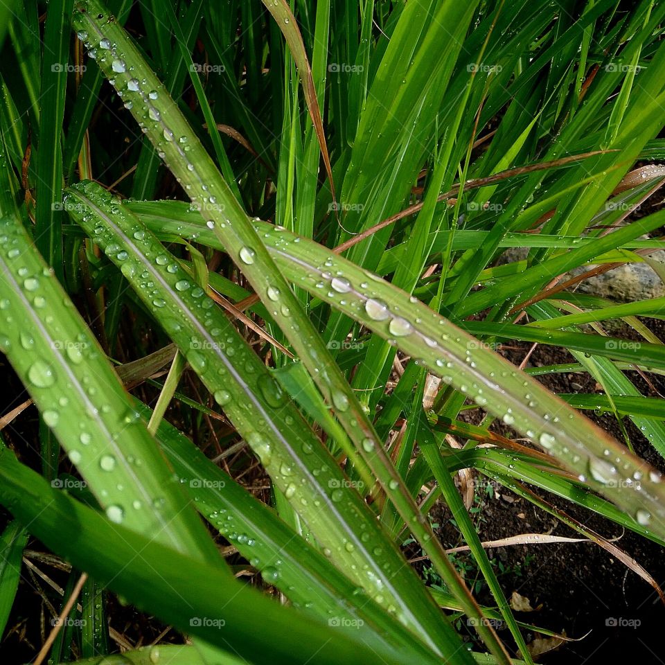 Raindrops on Leaves
