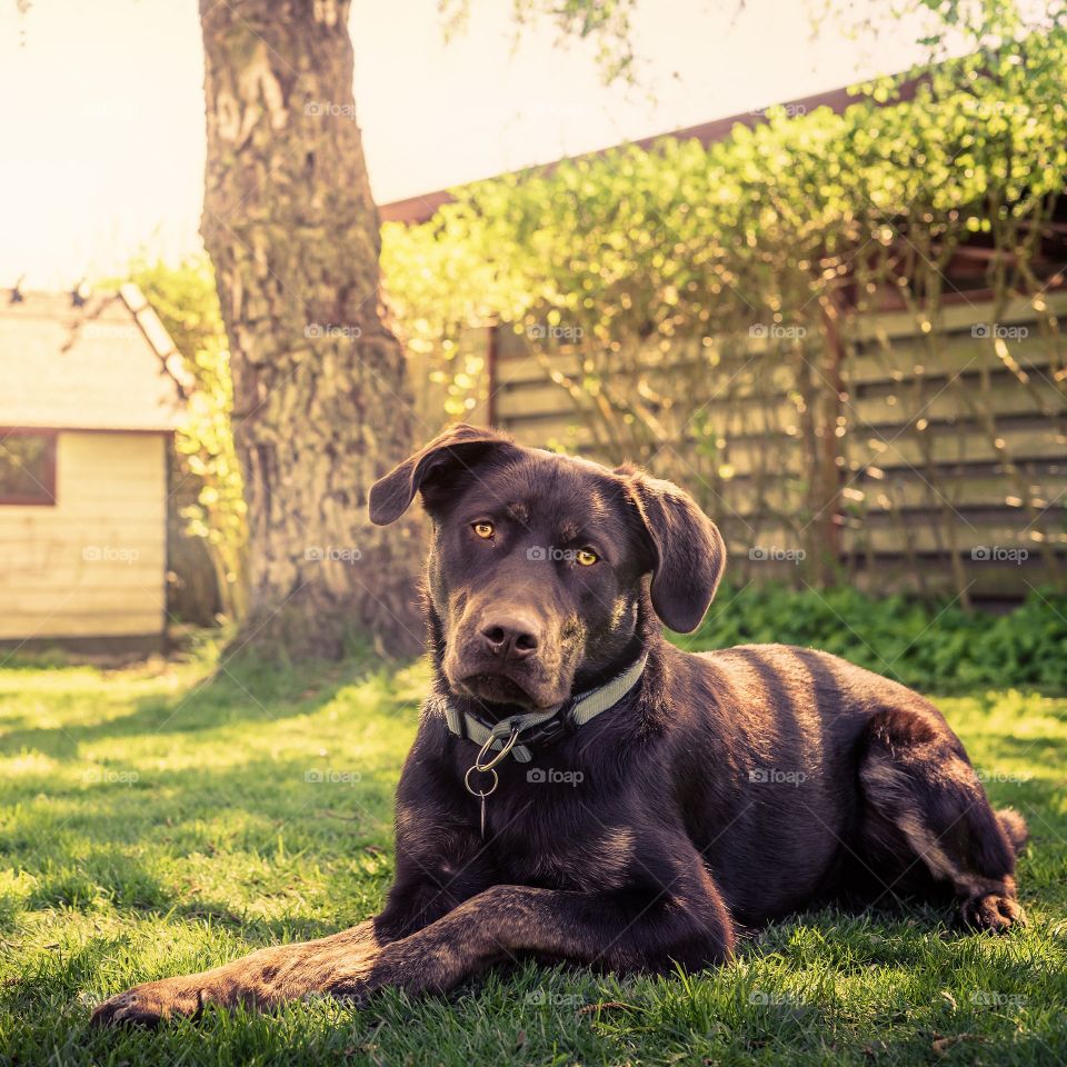 Dog relaxing in the yard