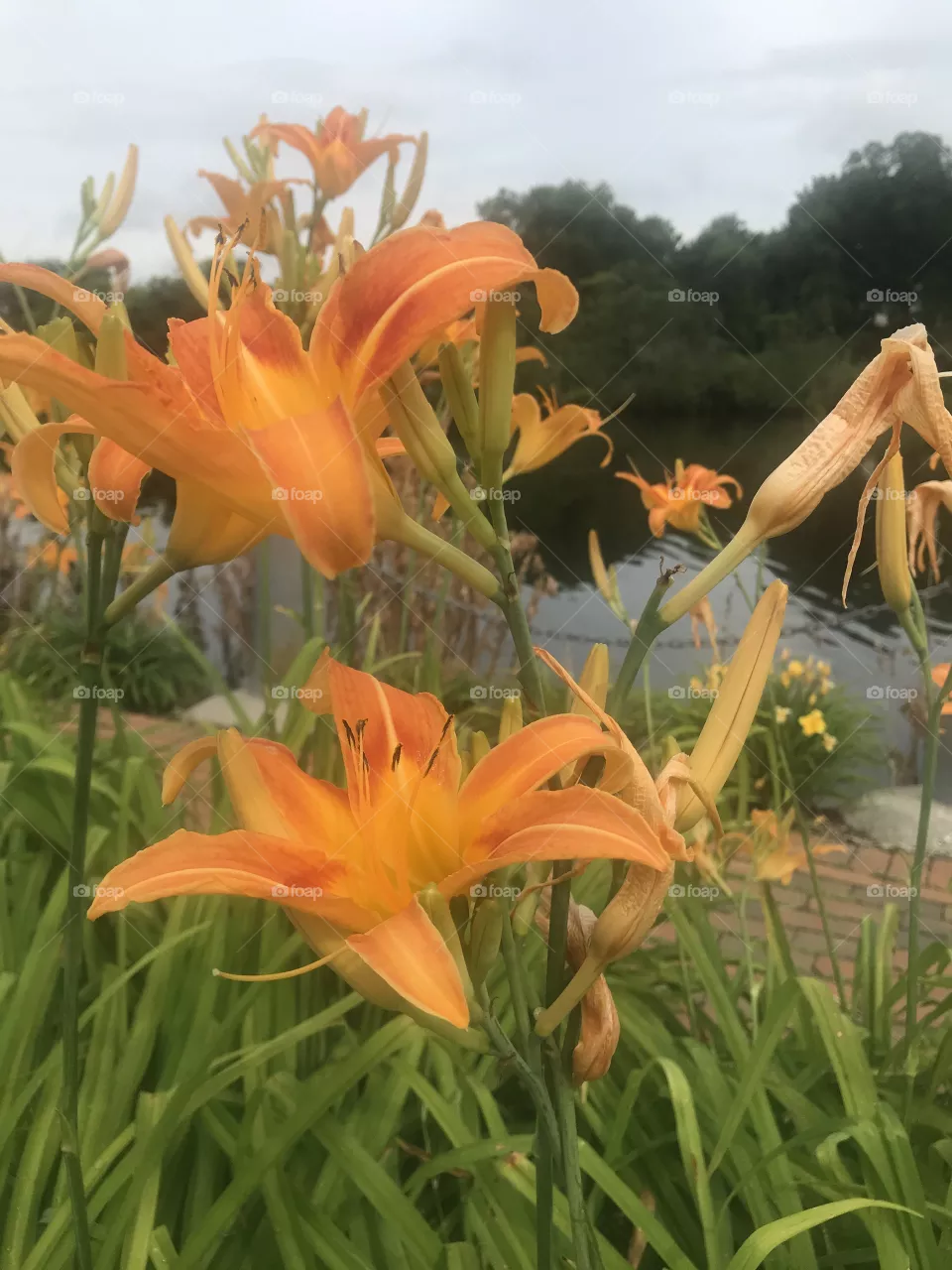 Orange lilies by a pond 