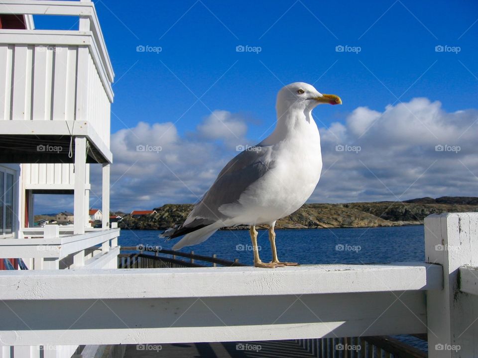 Seagull with a view
