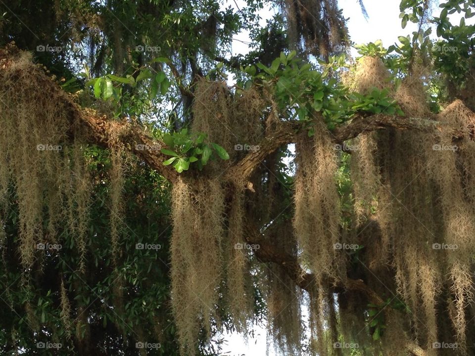 Spanish moss