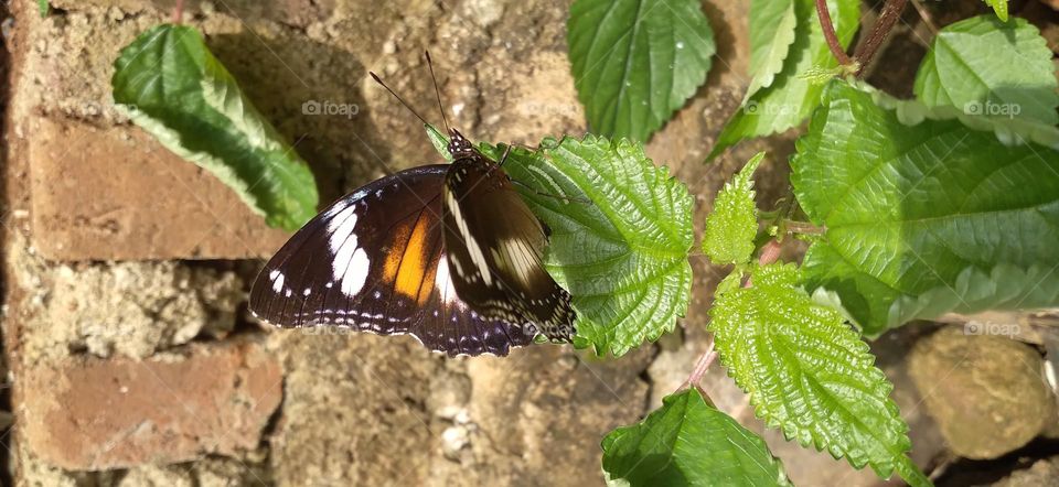 Beautiful butterfly perched on a leaf in the garden