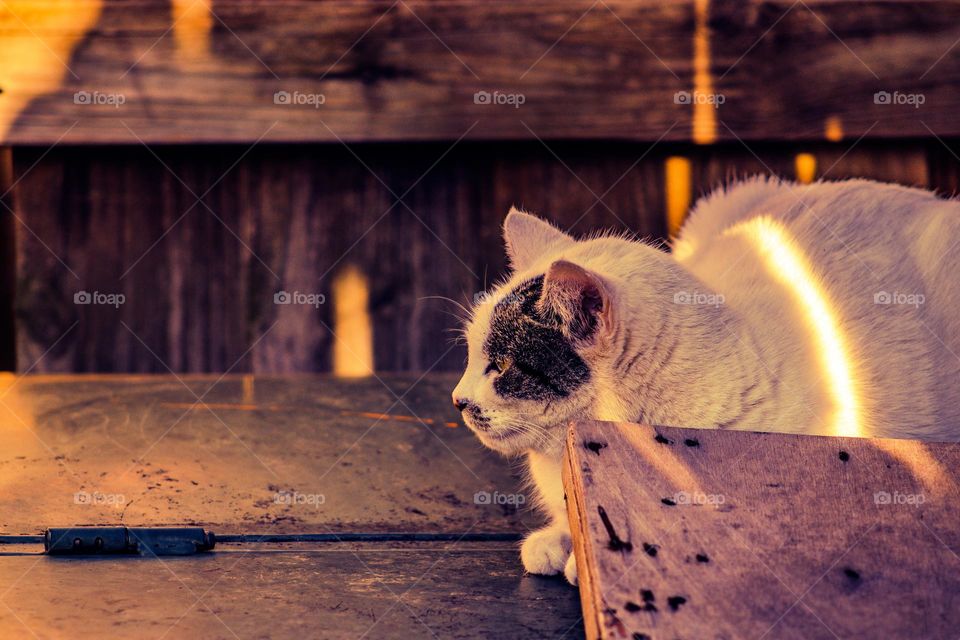 cat laying behind a piece of wood