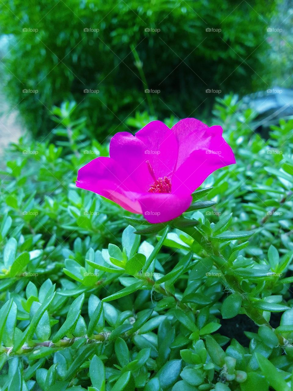 Beautiful flower 🌺
