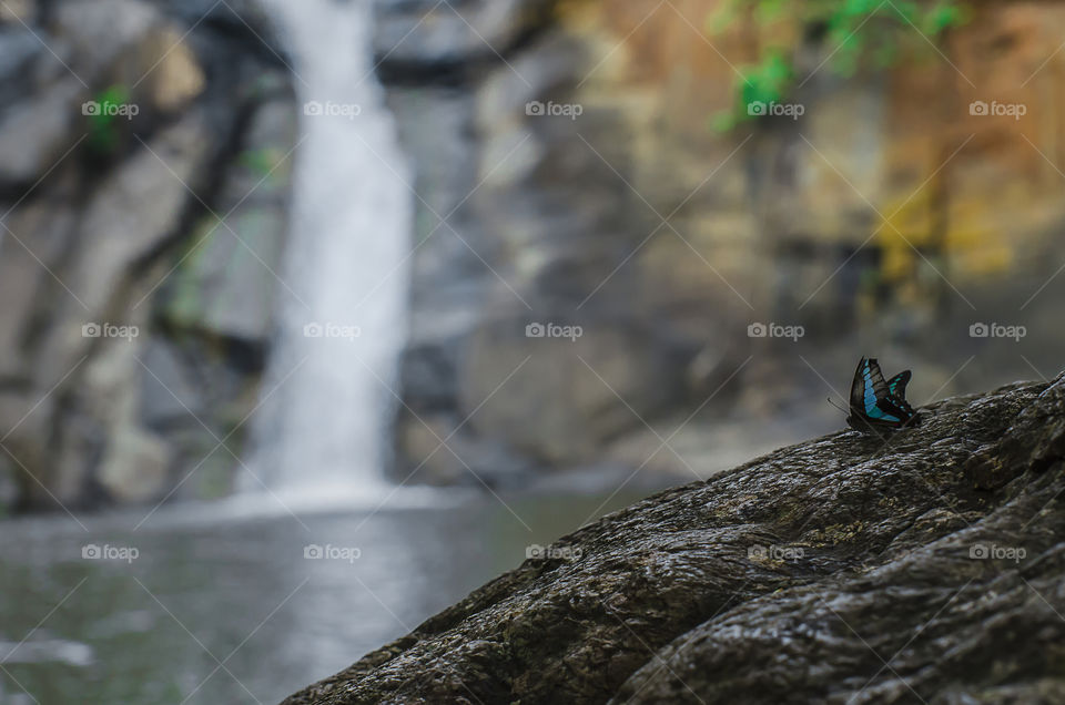 butterfly enjoying waterfall