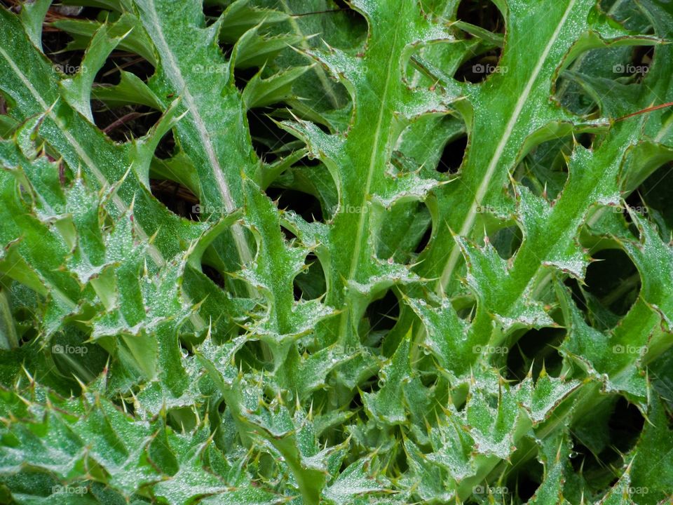 Macro of green thistle plant 