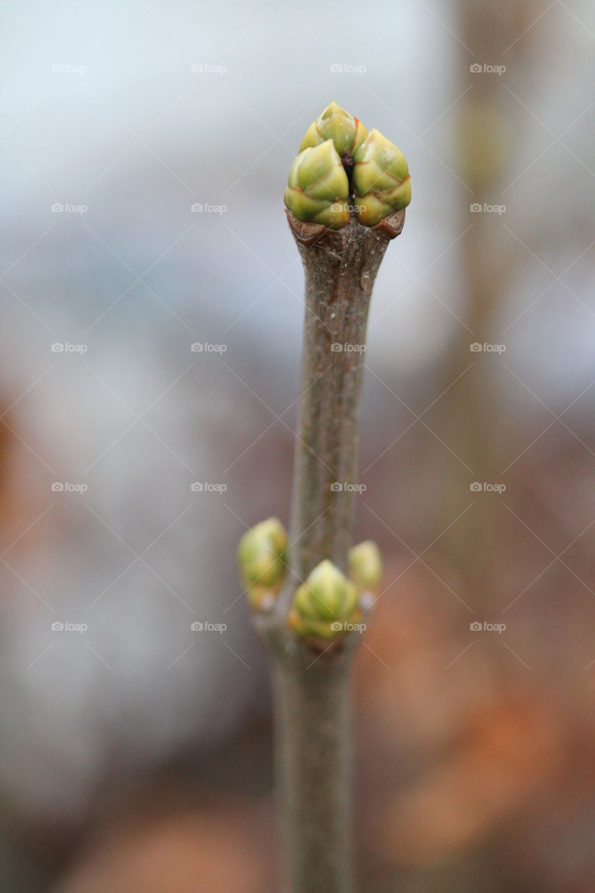 Close-up of spring bud