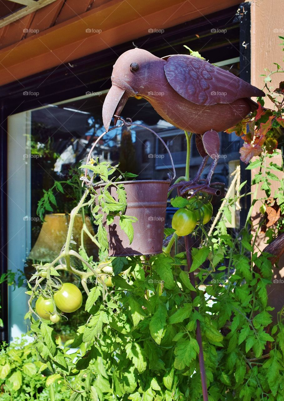 Tomatoes growing in the city