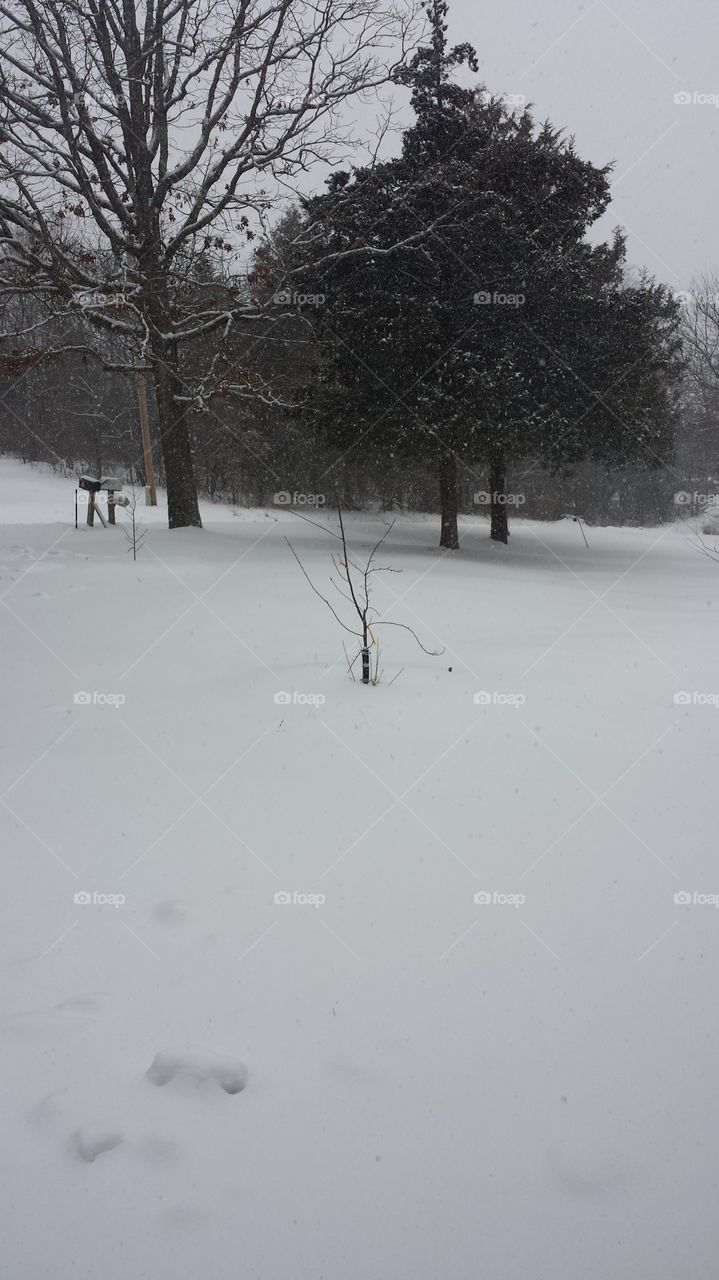 Snow Day. My Front Yard