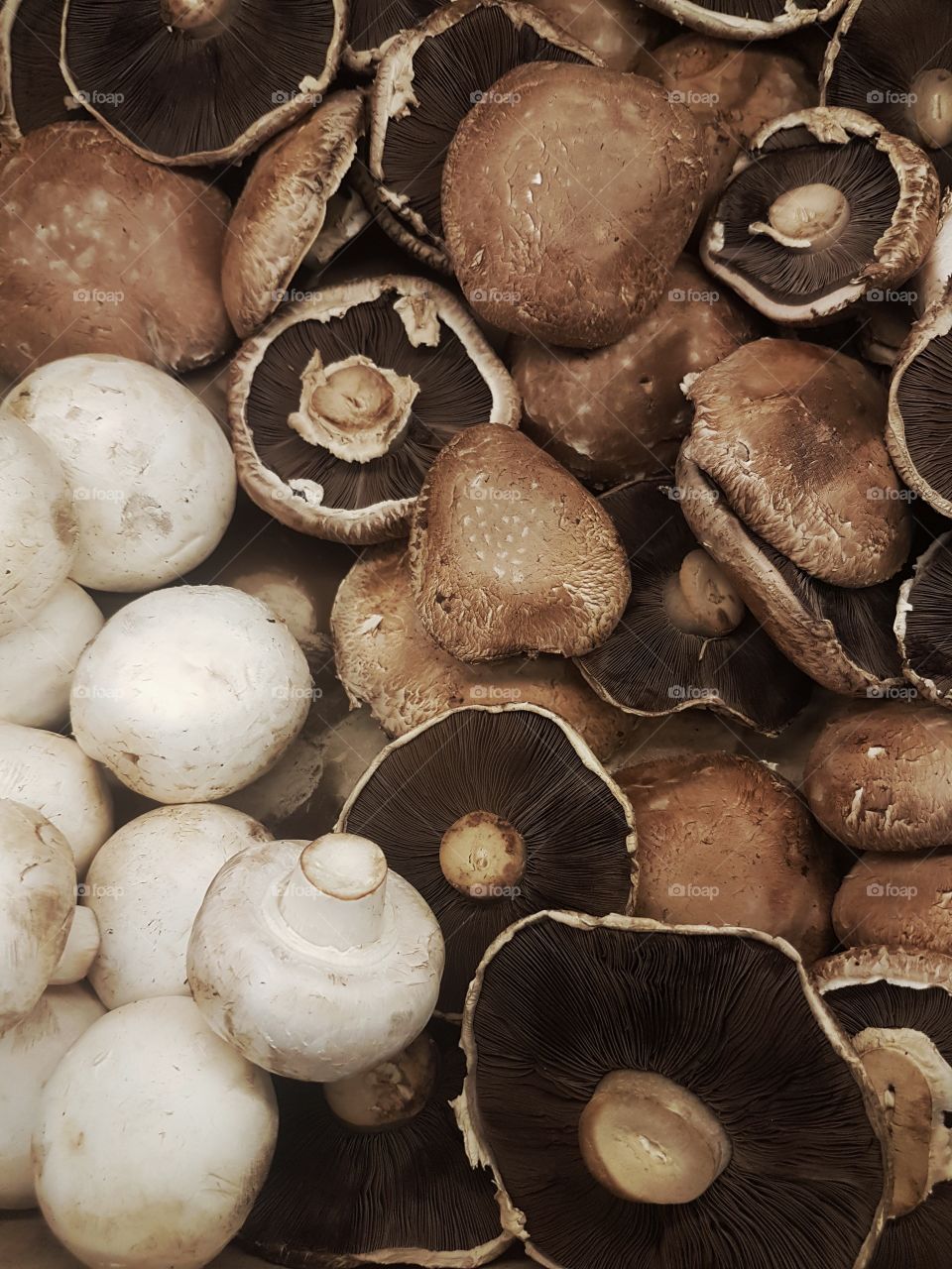 Fresh white and brown mushrooms vegetables