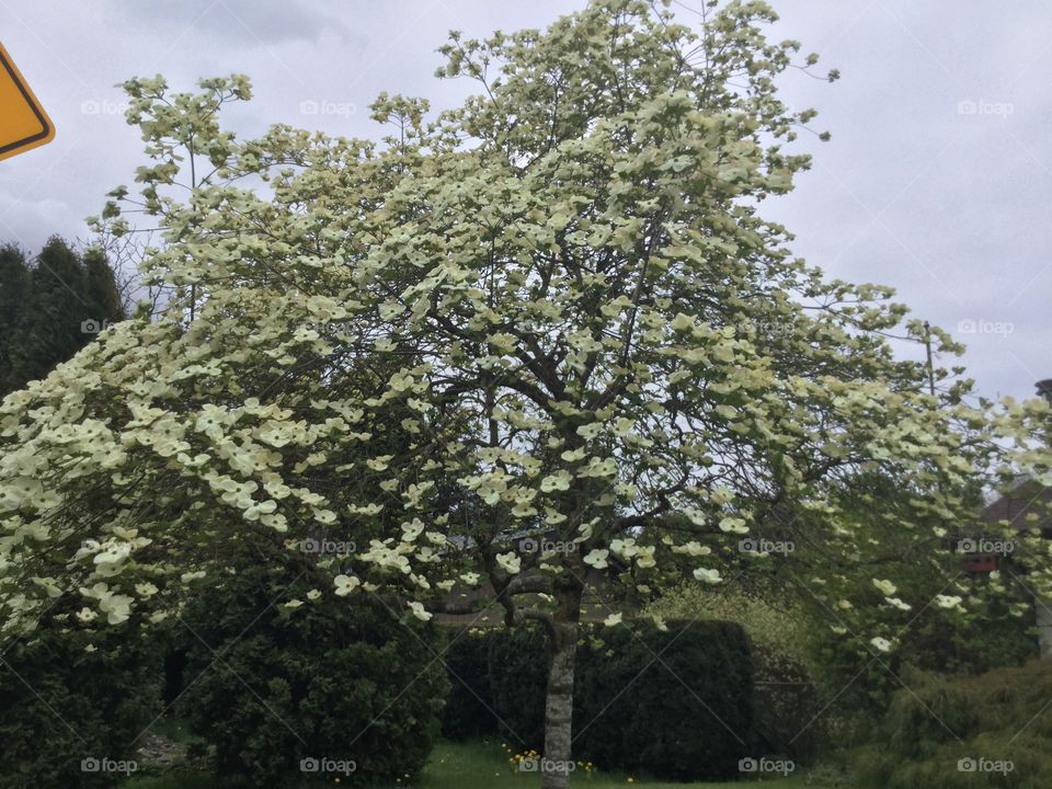 Dogwood Tree in bloom 