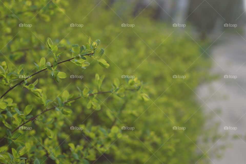 Green spring bush