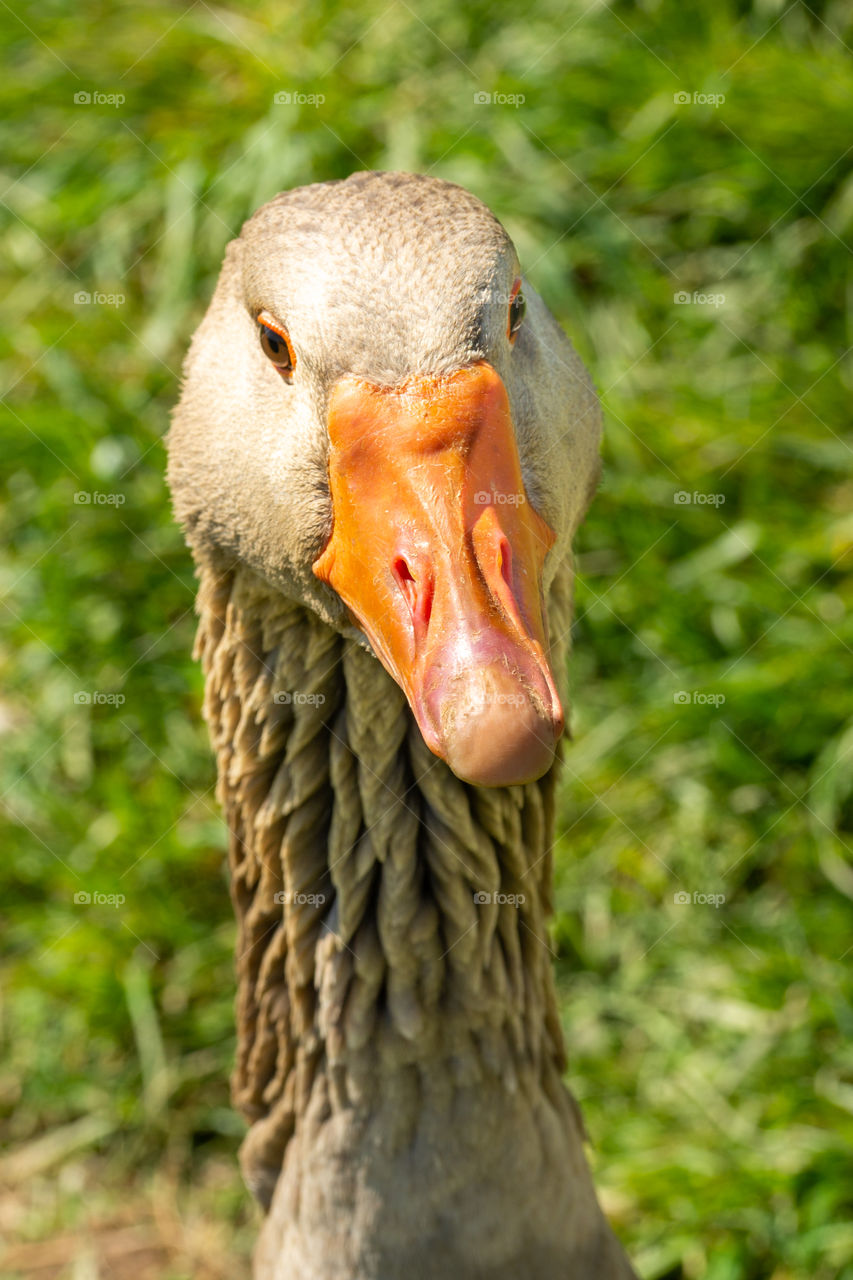 head of a goose