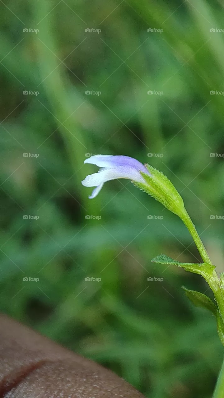 micro flower plants