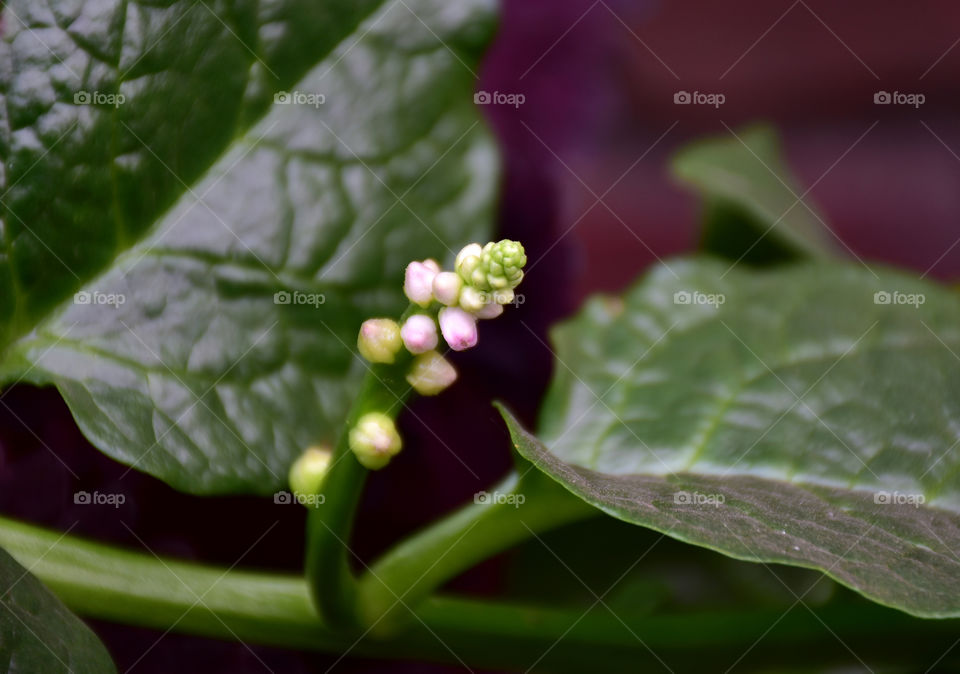 flowers of ceylon spinach