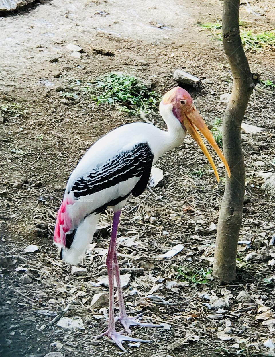 Stork bird 