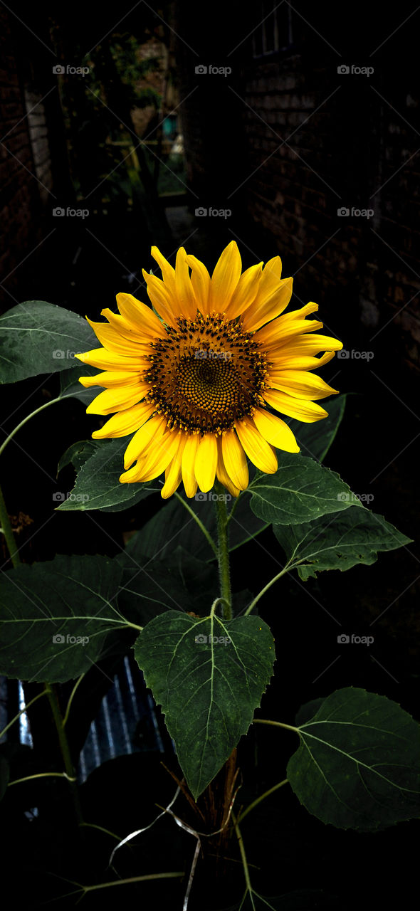 sunflower
