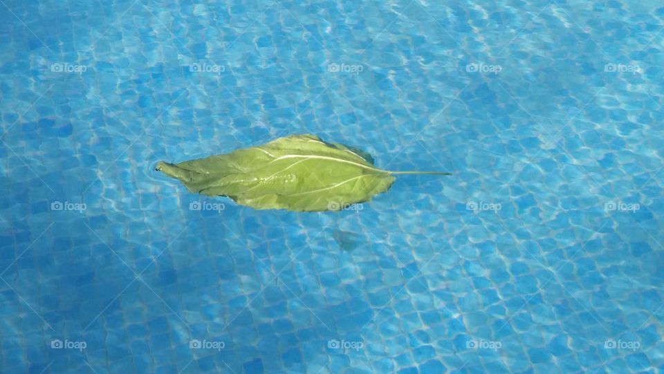 Green leaf in water.