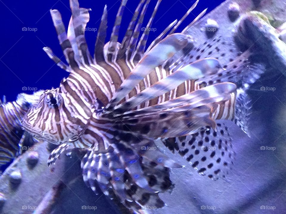 Lion fish 