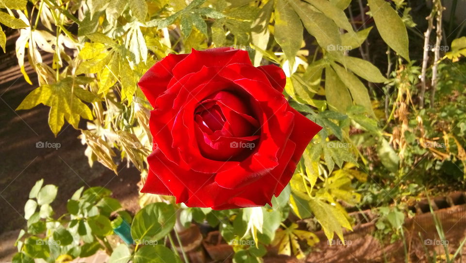 Red Rose