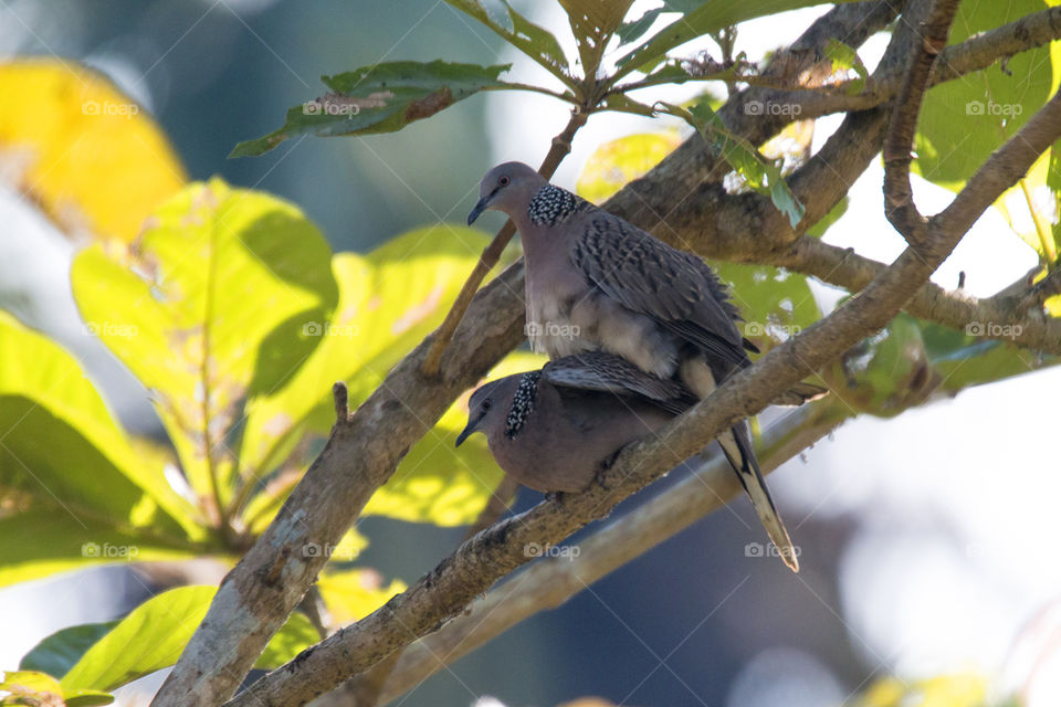 Spotted Dove