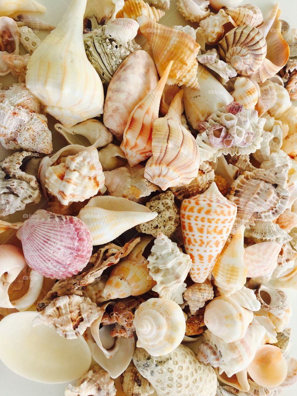 Elevated view of seashells collection