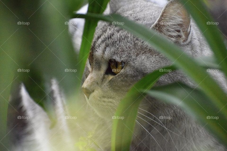 Grey cat 