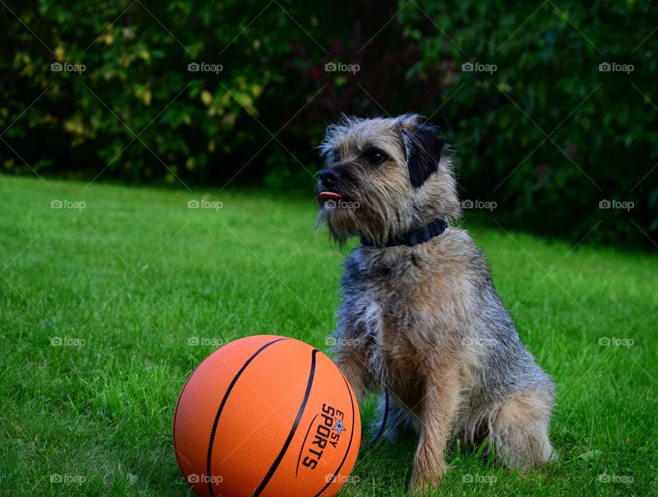 Happy border terrier 