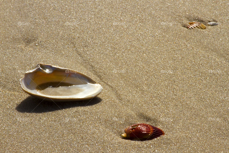 Seashells on beach sand