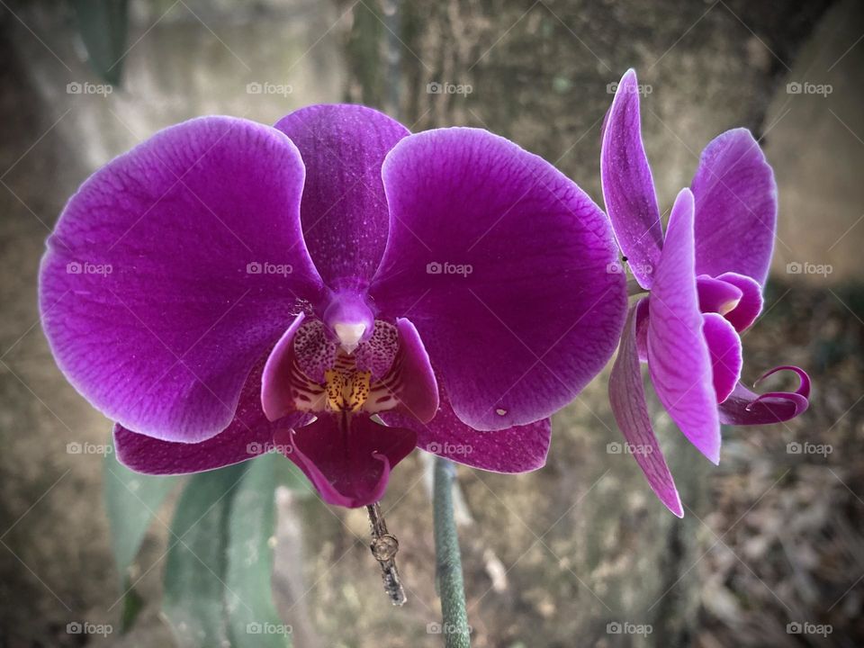 🌹 🇺🇸 Very beautiful flowers to brighten our day.  Live nature and its beauty. Did you like the delicate petals? / 🇧🇷 Flores muito bonitas para alegrar nosso dia. Viva a natureza e sua beleza. Gostaram das pétalas delicadas? 