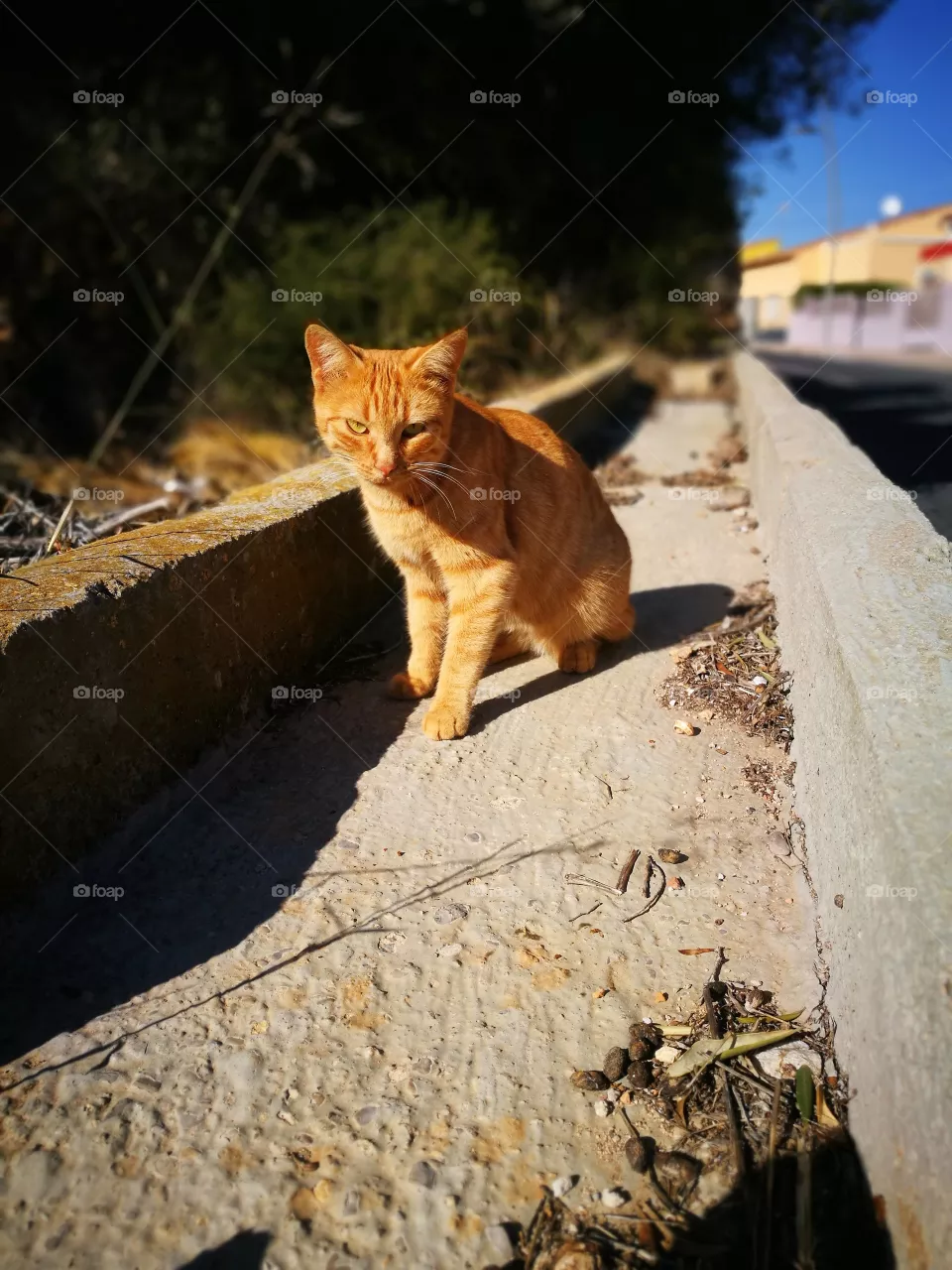 cat