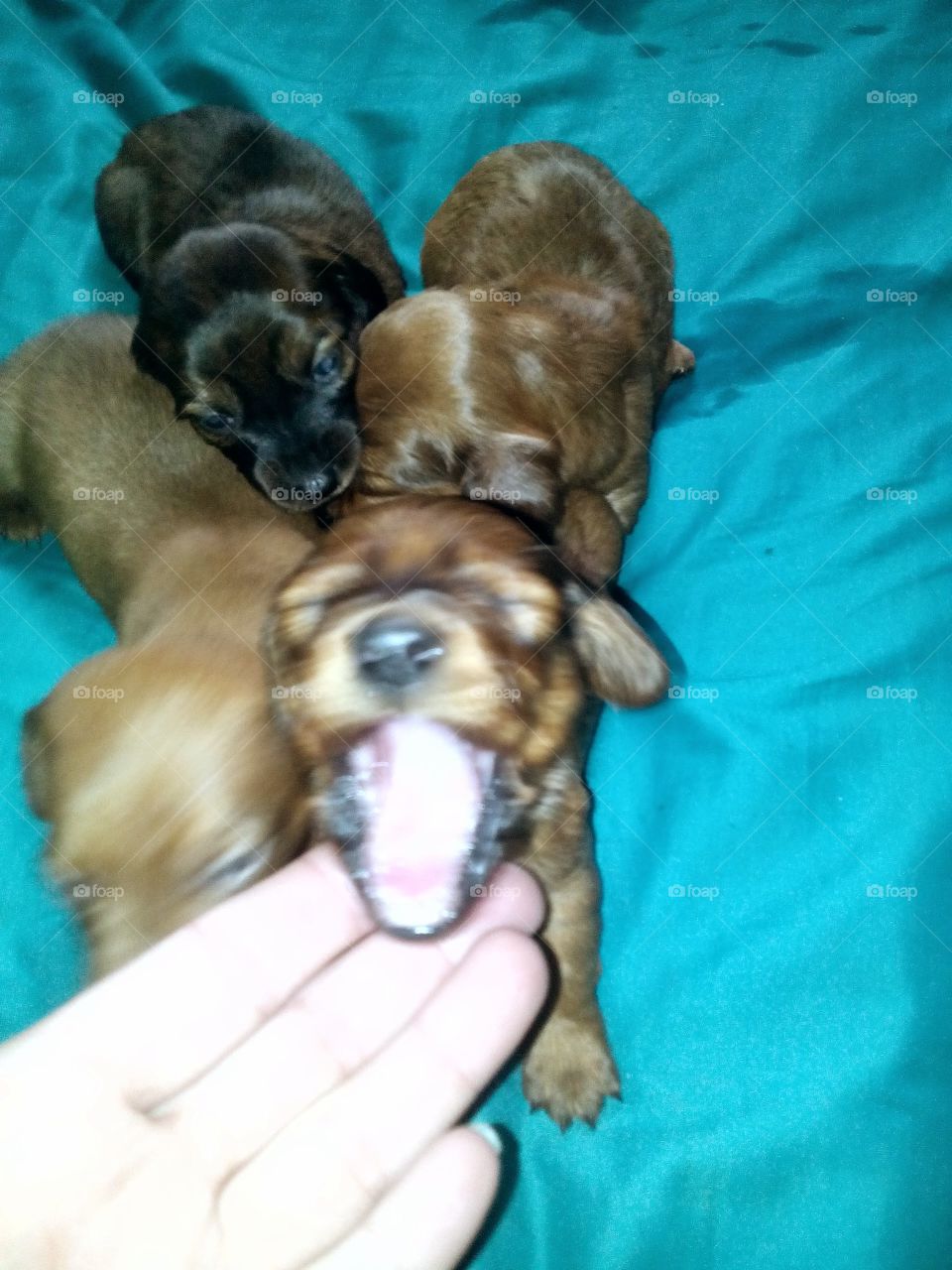 dashound puppies